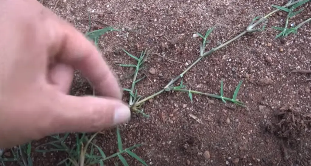 Can You Overseed In The Fall?