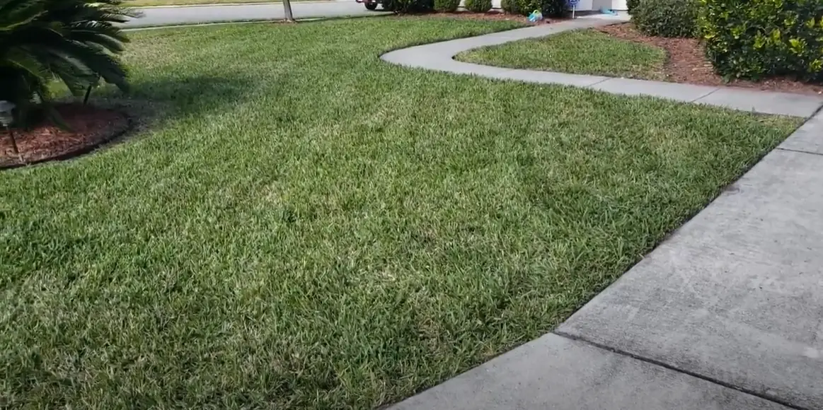 Bahia Grass vs. St Augustine Grass Which is Better? Grass Killer