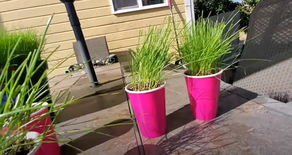 Comparing Tall Fescue vs Fine Fescue