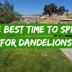 The Best Time to Spray for Dandelions
