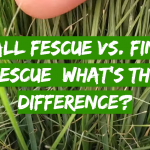 Tall Fescue vs. Fine Fescue: What’s the Difference?