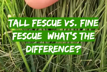 Tall Fescue vs. Fine Fescue: What’s the Difference?