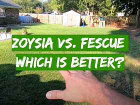 Zoysia vs. Fescue: Which is Better?