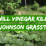 Will Vinegar Kill Johnson Grass?