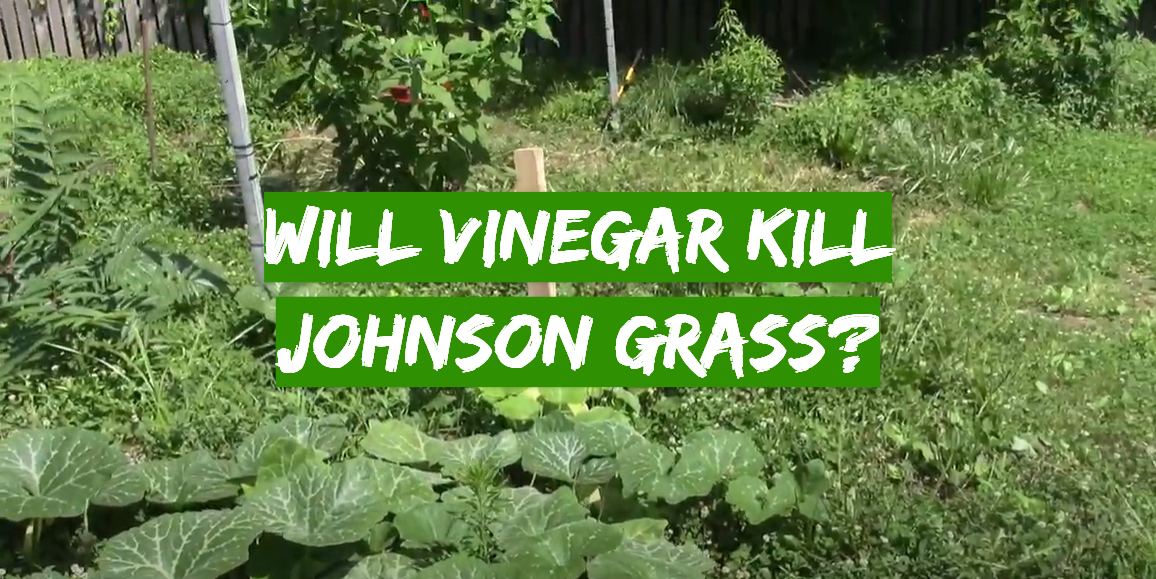 Will Vinegar Kill Johnson Grass?