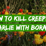 How to Kill Creeping Charlie With Borax?