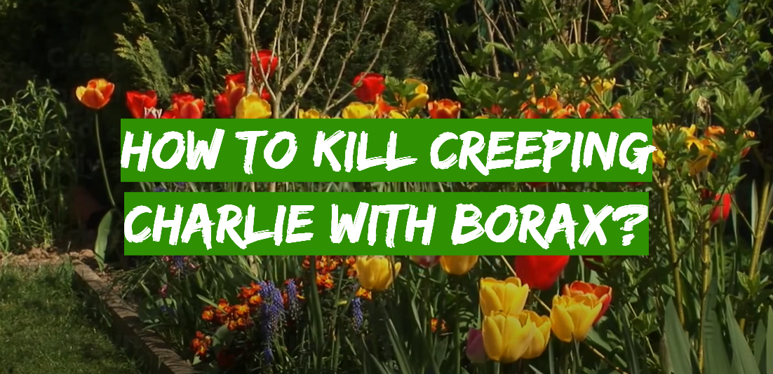 How to Kill Creeping Charlie With Borax?