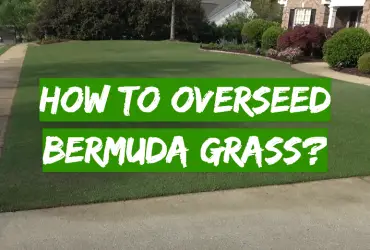 How to Overseed Bermuda Grass?