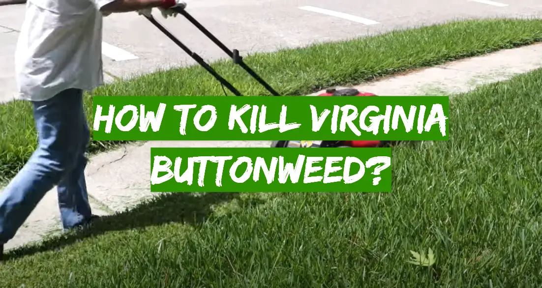 How to Kill Virginia Buttonweed?