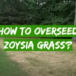 How to Overseed Zoysia Grass?