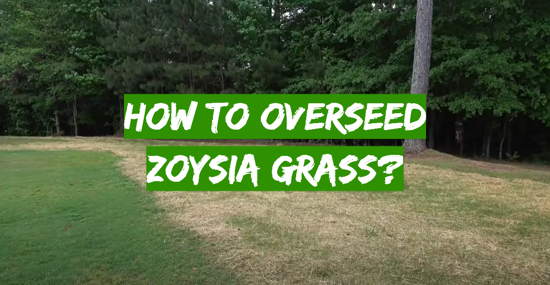 How to Overseed Zoysia Grass?