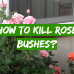 How to Kill Rose Bushes?