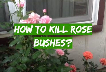 How to Kill Rose Bushes?