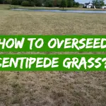 How to Overseed Centipede Grass?