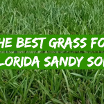 The Best Grass for Florida Sandy Soil