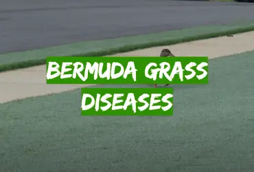Bermuda Grass Diseases