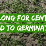 How Long for Centipede Seed to Germinate?