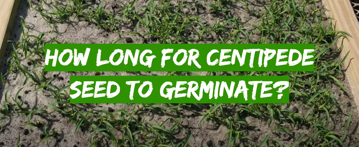 How Long for Centipede Seed to Germinate?