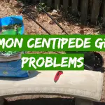 Common Centipede Grass Problems