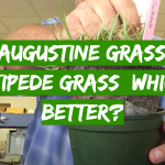 St. Augustine Grass vs. Centipede Grass: Which is Better?