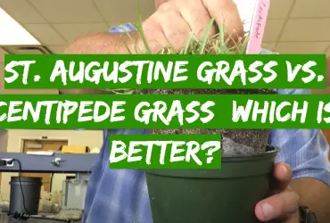 St. Augustine Grass vs. Centipede Grass: Which is Better?