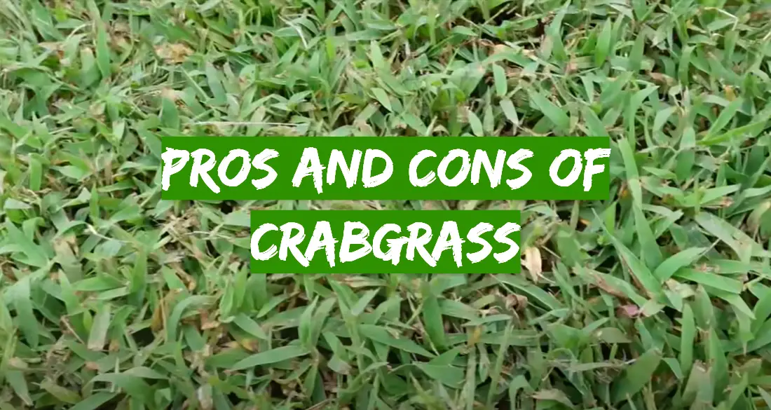 Pros and Cons of Crabgrass