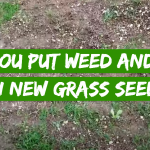 Can You Put Weed and Feed on New Grass Seed?