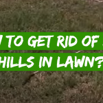 How to Get Rid of Ant Hills in Lawn?