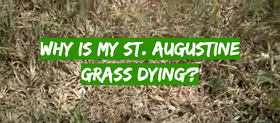 Why Is My St. Augustine Grass Dying?
