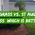 Bahia Grass vs. St Augustine Grass: Which is Better?