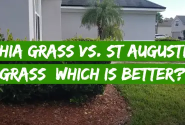 Bahia Grass vs. St Augustine Grass: Which is Better?