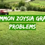 Common Zoysia Grass Problems