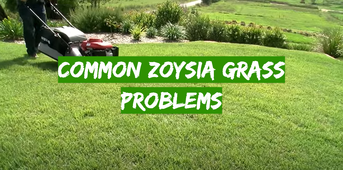 Common Zoysia Grass Problems