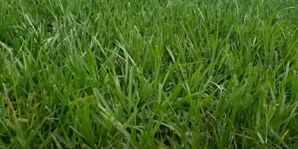 How Do I Treat My Lawn In Sandy Soil?
