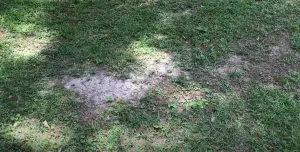 How Long for Centipede Seed to Germinate? - Grass Killer