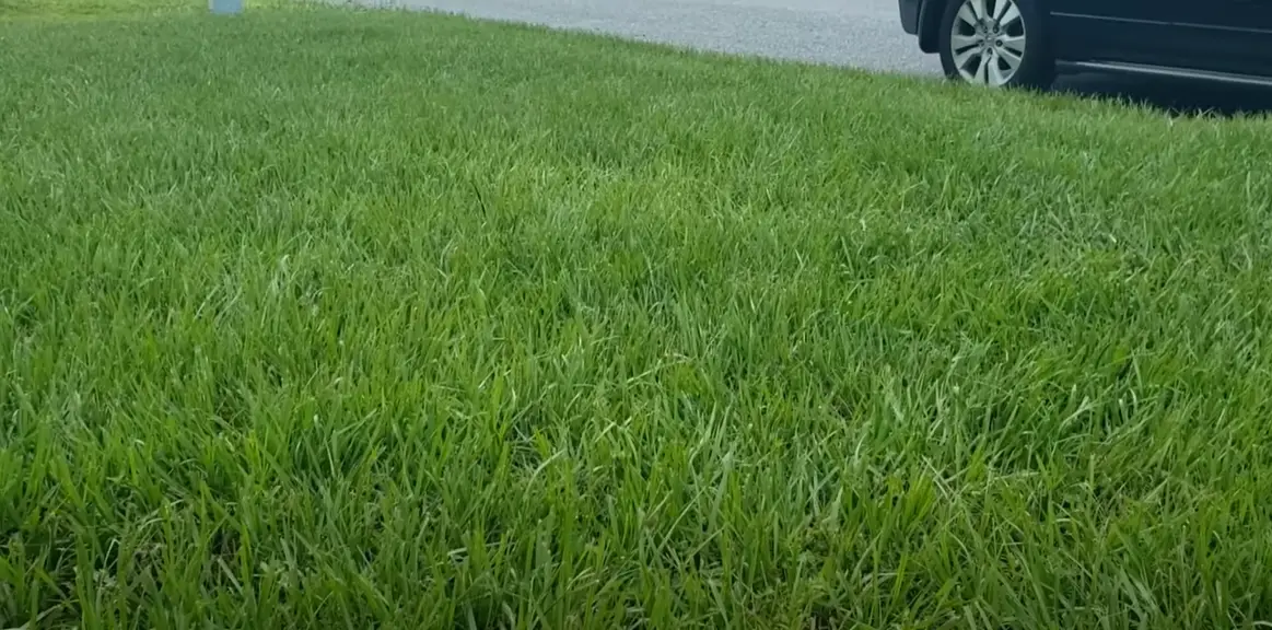 The Best Grass for Florida Sandy Soil Grass Killer