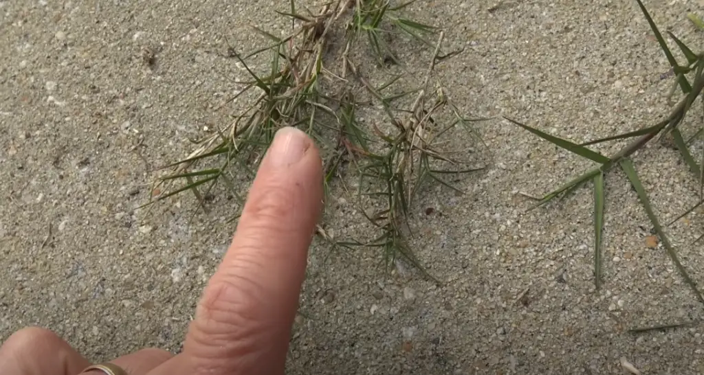 Hybrid Bermuda Grass
