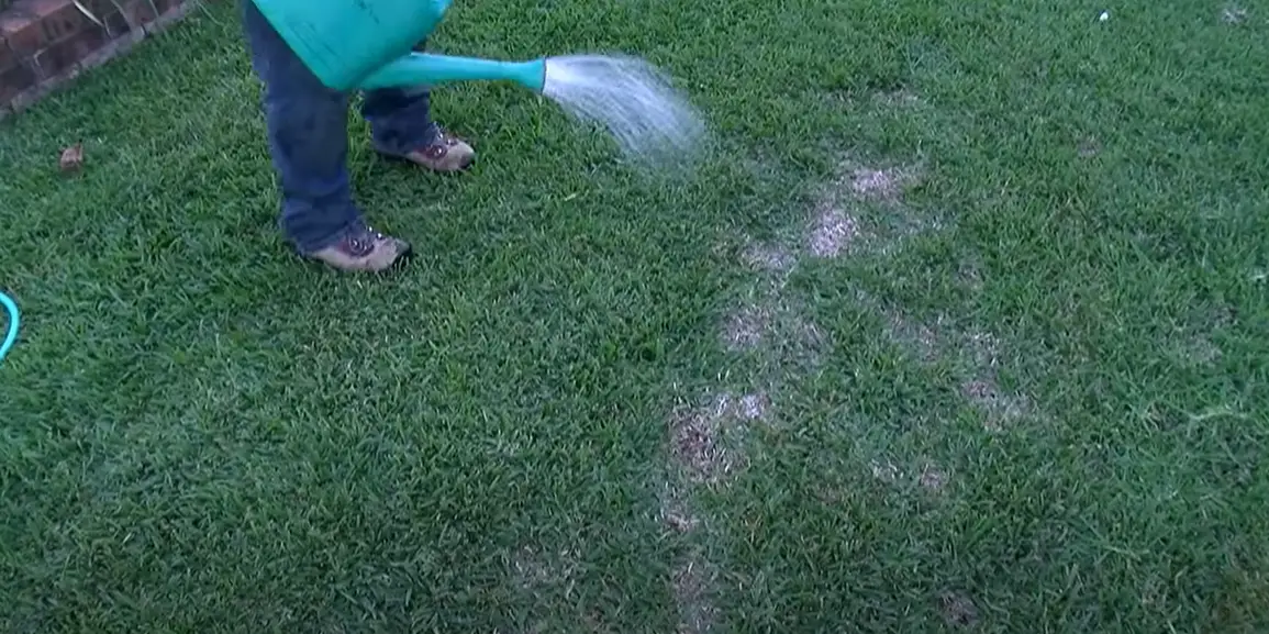 Common Zoysia Grass Problems Grass Killer