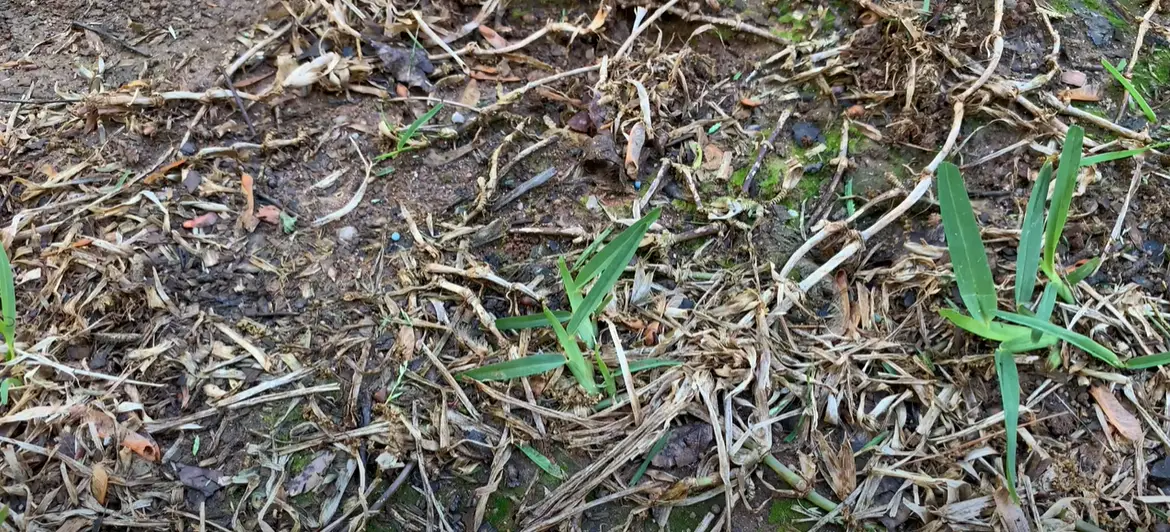 Why Is My St. Augustine Grass Dying? Grass Killer