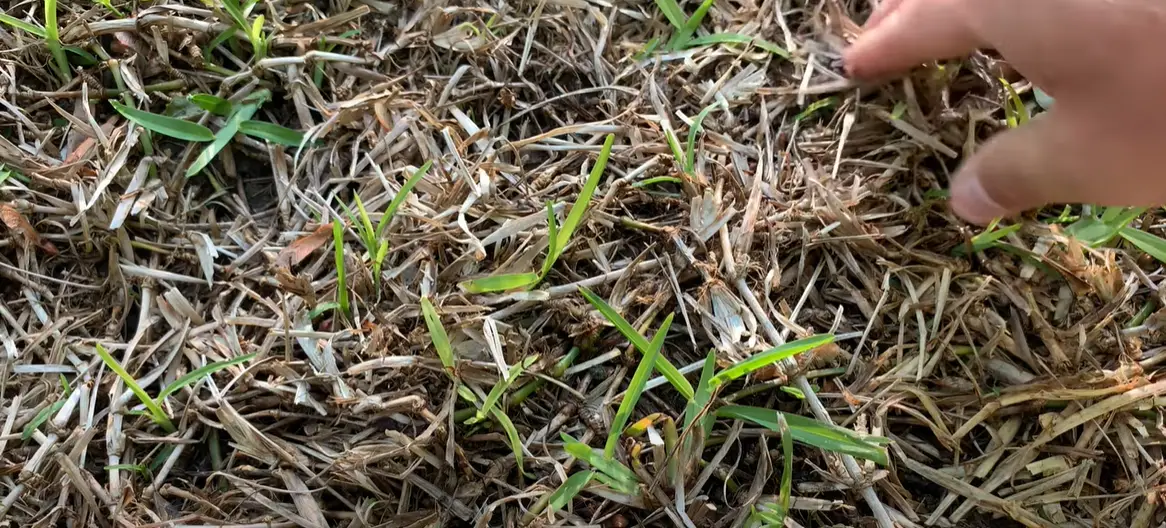Why Is My St. Augustine Grass Dying? Grass Killer