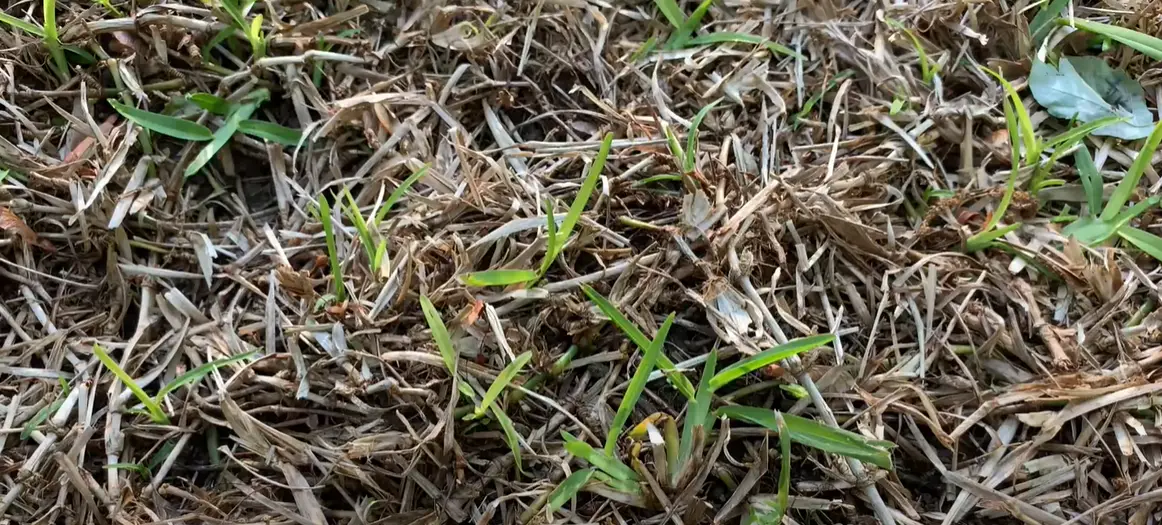 Why Is My St. Augustine Grass Dying? Grass Killer