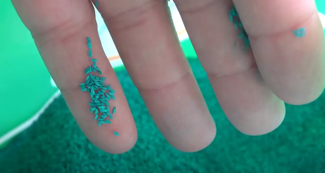 How to Overseed Bermuda Grass? Grass Killer