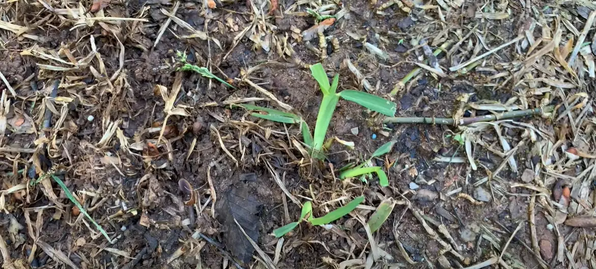 Why Is My St. Augustine Grass Dying? Grass Killer