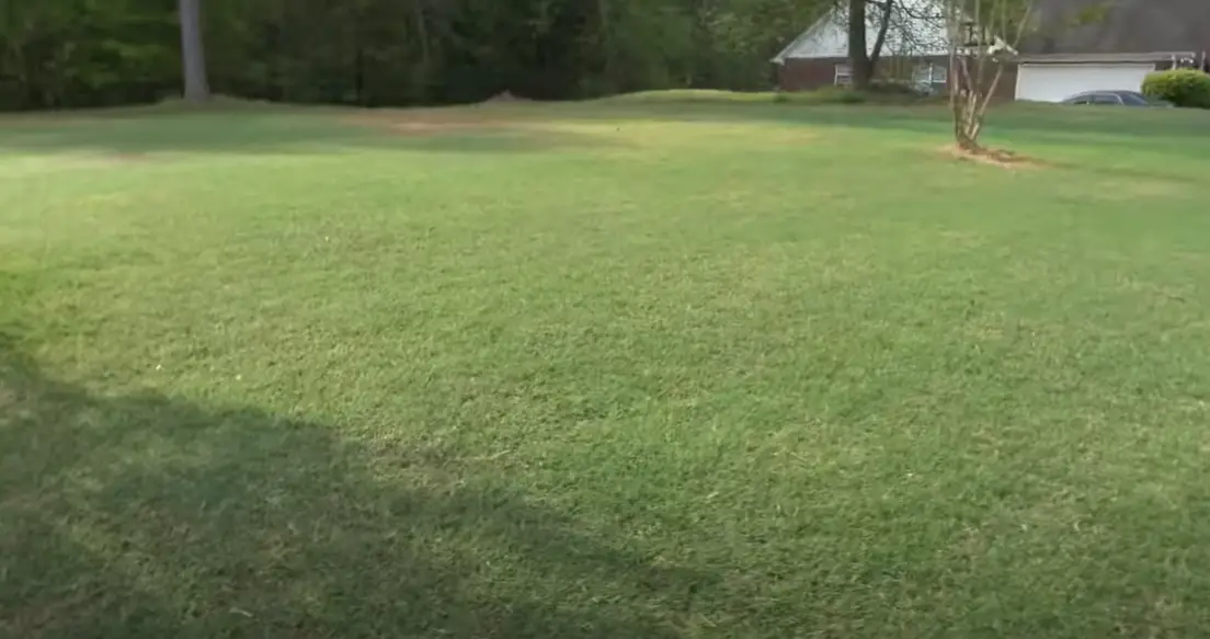 How to Overseed Bermuda Grass? Grass Killer