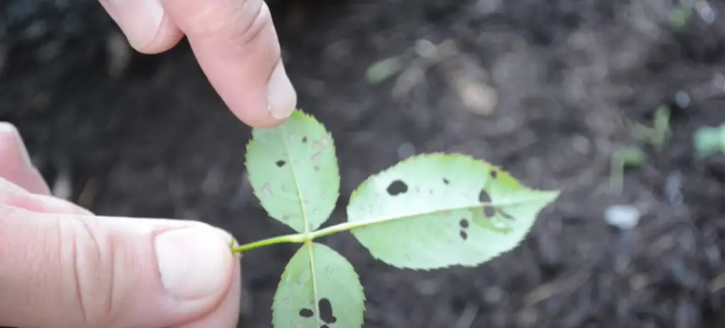 Starve the Rose Bush Plant