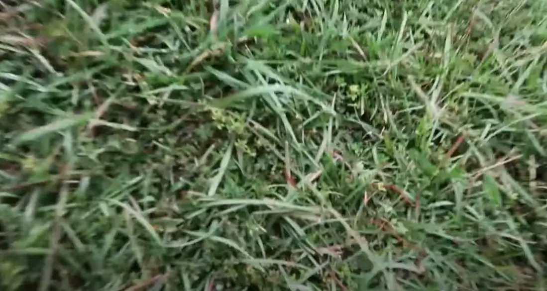 Common Centipede Grass Problems Grass Killer