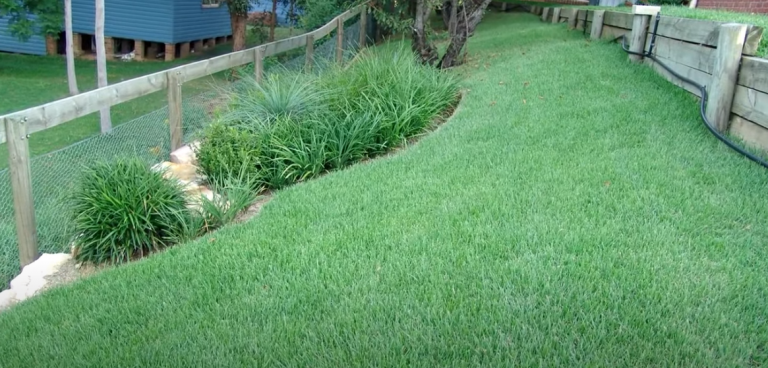 Common Zoysia Grass Problems - Grass Killer
