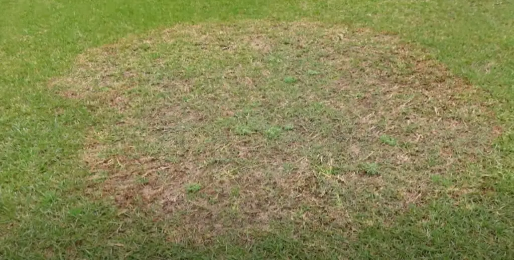 What diseases affect Bermuda grass?