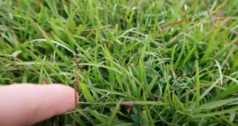 Common Centipede Grass Problems - Grass Killer