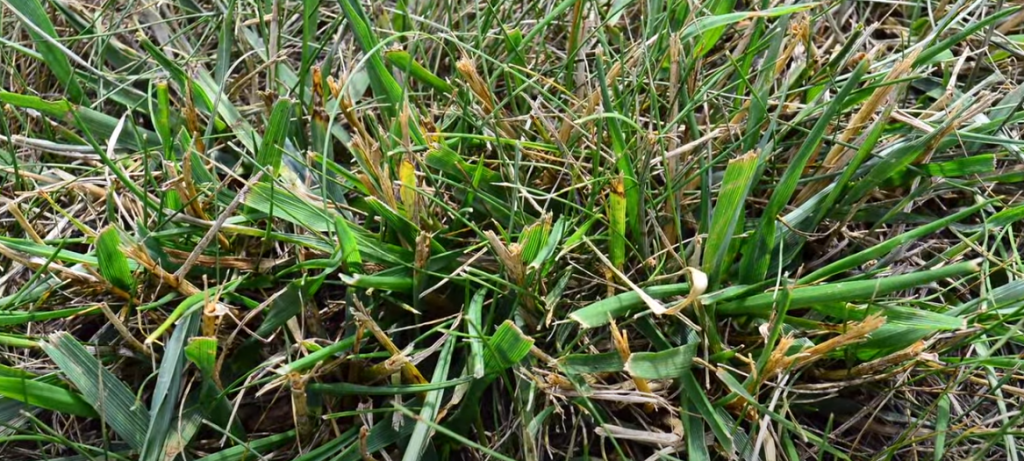 What Does Crabgrass Look Like?